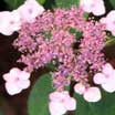 Horticulture photo of foliage