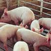 Swine photo of pigs in a pen