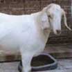 photo of a goat