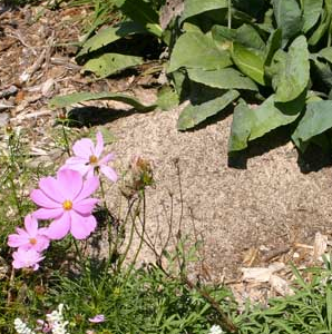 pink flowers next to a fire ant mound which is partially covered by leaves