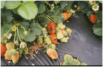 Strawberry plant yielding rotted fruit caused by anthracnose infection.