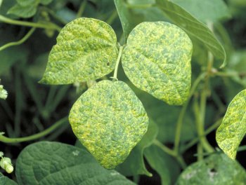 Photo of green plant leaves with yellow shading, a symptom of bean mosaic virus