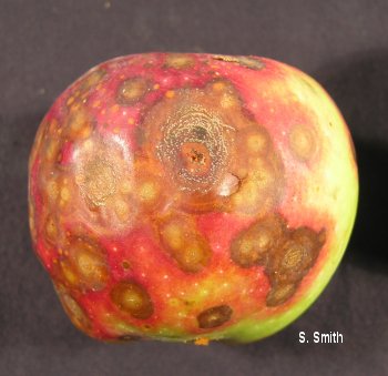 Red apple covered in dark yellow and brown spots symptoms of bitter rot of apple