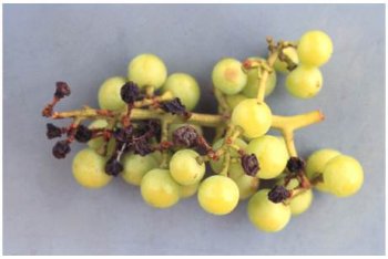 Cluster of green grapes, many with black spots cause by the fungus Black rot of grape.