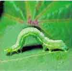 Cabbage Looper Larva | Ask the Pest Crew | Pest Management | Farm & Ranch | Arkansas Extension