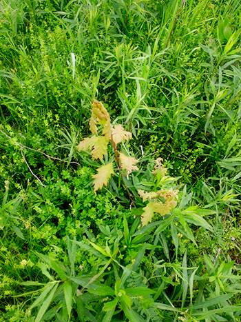 A photo of invasive grass and weeds 
