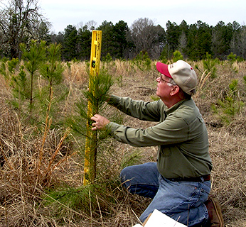 man measuring small pine tree