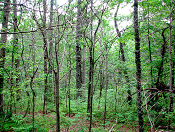 photo of a forest showing Increased light from injection of midstory