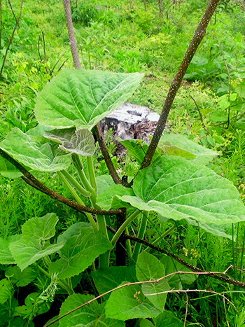 royal paulownia non-native invasive species plant