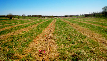 Photo of a field after a herbicide application 