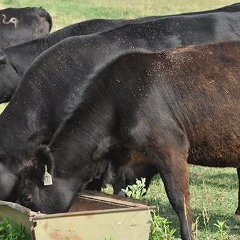 Four black cows with heads in a feeding trough and horn flies on their bodies.