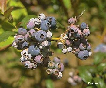 A blueberry bush infected with mummyberry, resulting in twig dieback problems.