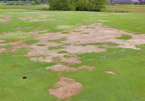 nematode damage on a golf course