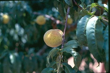 A peach tree with spotted peaches showing symptoms of peach scab