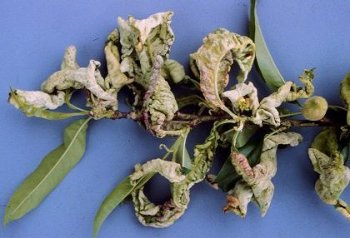 A branch of peach leaves that are all curled up and wilted a symptom of peach leaf curl/blister