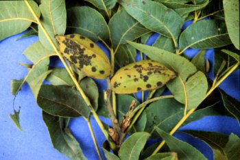 Pecan tree leaves with dark brown/black spots on the underside, a symptom of Pecan Scab