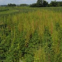 Pigweed in cotton | Weeds | Pest Management | Farm & Ranch | Arkansas Extension