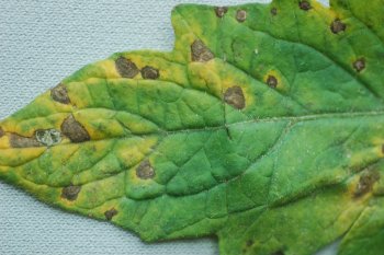 Septoria leaf spot on tomato leaf