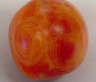 Red tomato with yellow swirls throughout the fruit, a symptom of spotted wilt virus