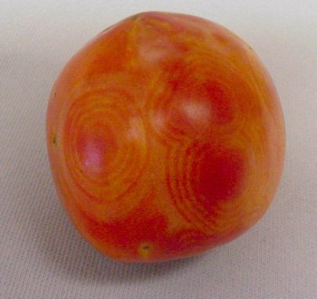 Red tomato with yellow swirls throughout the fruit, a symptom of spotted wilt virus