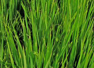 white discoloration to tips of rice caused by white tip nematode