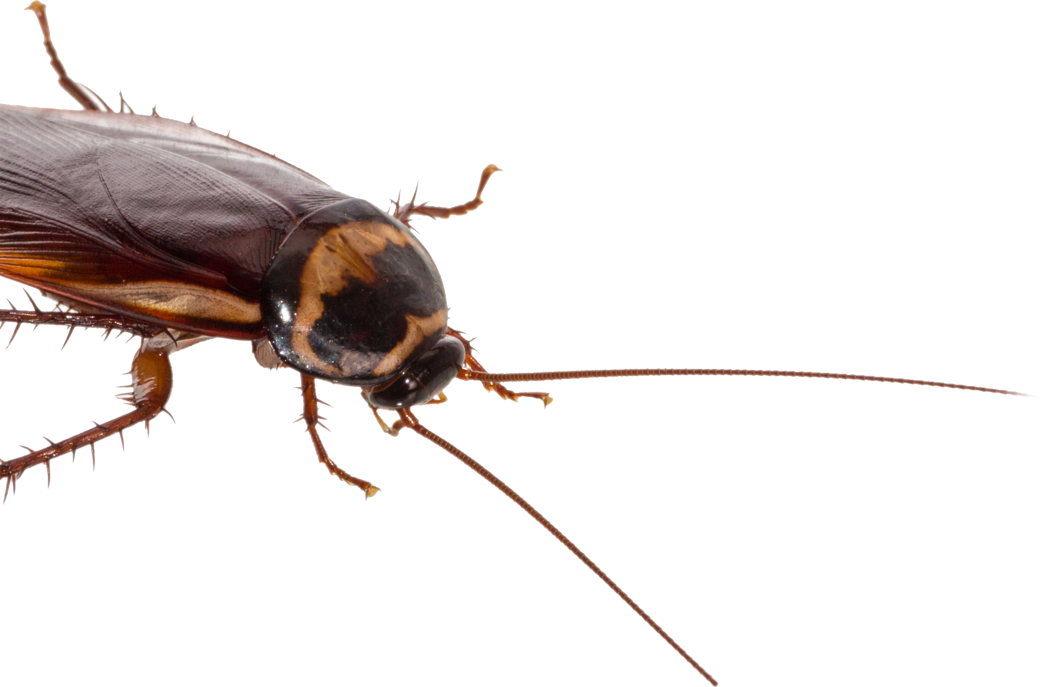 A cockroach crawling across the computer screen