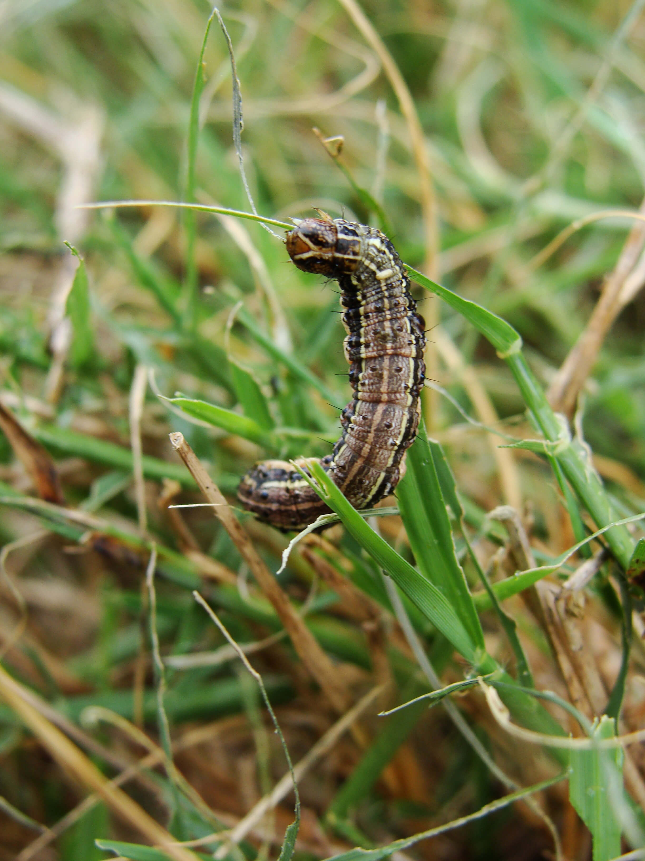 close up of fall armyworm larvae head with "Inverted Y" arrow pointing to the shape on the head