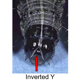 close up of fall armyworm larvae head with "Inverted Y" arrow pointing to the shape on the head