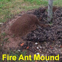 small tree with fire ant mound near the base