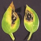 Hosta Anthracnose | Plant Diseases | Pest Management | Farm & Ranch | Arkansas Extension