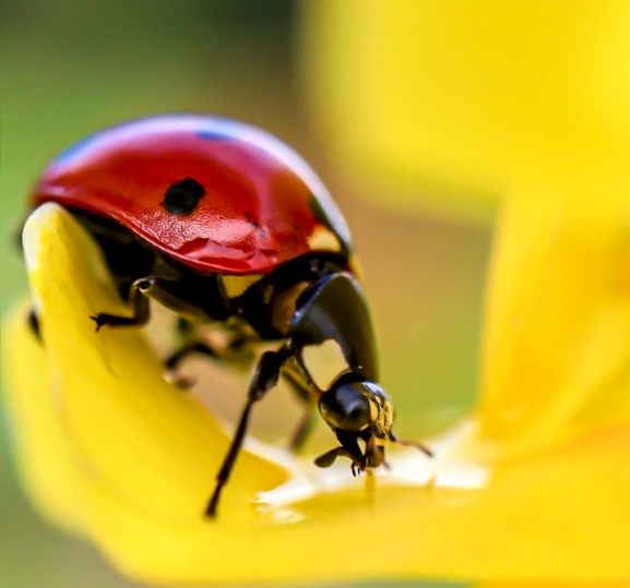 A red beetle with black spots is resting on a leaf. 
