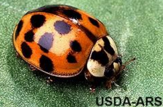 close up of multi colored asian lady beetle