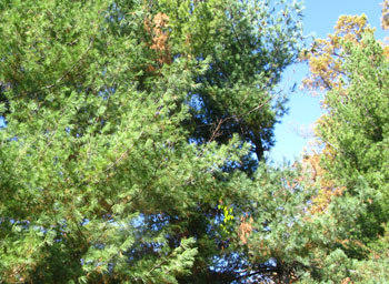 pinewood nematode damage in pine trees