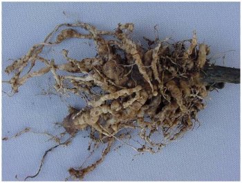 Root-knot nematode infestation of tomato roots