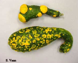 a green squash fruit with yellow growths all over, a symptom of mosaic virus in squash