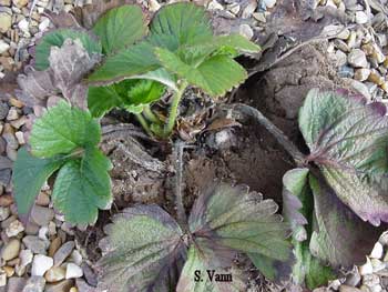 Strawberry plant infected with gray mold.
