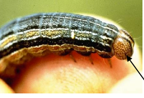 close up of a true armyworm on a fingertip- brown net-like pattern on head
