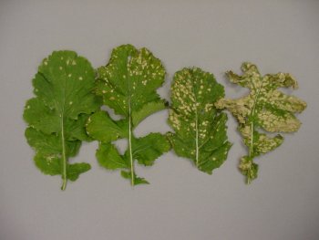 A series of four turnip leaves showing a progression of yellow spots