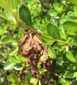 Bagworms on azalea leaves in Garland Co. AR