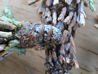 Bagworm cacoon with larvae head poking out on an evergreen