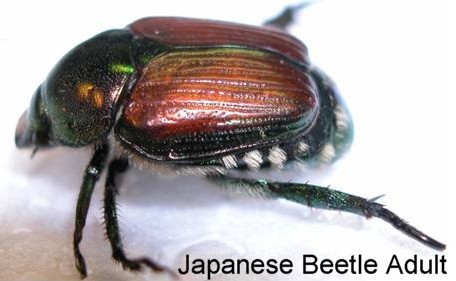 Japanese beetle adult beetle has five small white tufts under the wing covers on each side and one more pair projecting from the tip of the abdomen