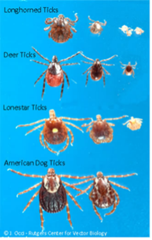 Asian longhorned tick compared to native Arkansas ticks.