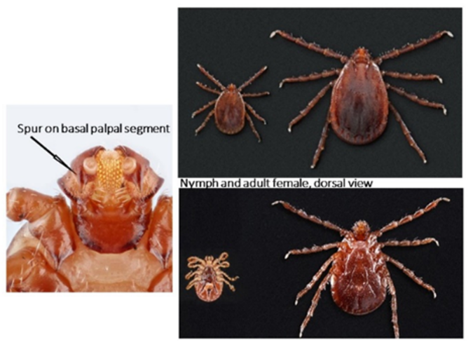 ALT adult and nymph – dorsal and ventral views; spur on palp.