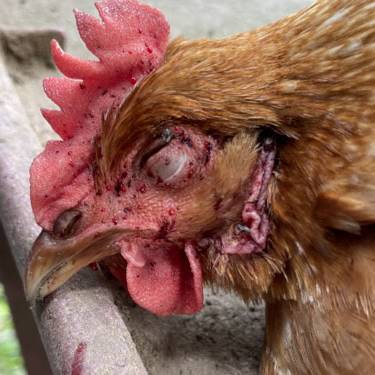 black fly bites on a chickens head