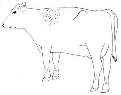 Figure 4b- cow with 100 horn flies
