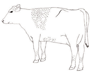 Figure 4c- Illustration of a cow with 200 horn flies