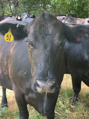Black beef cow with dozens of flies on its face