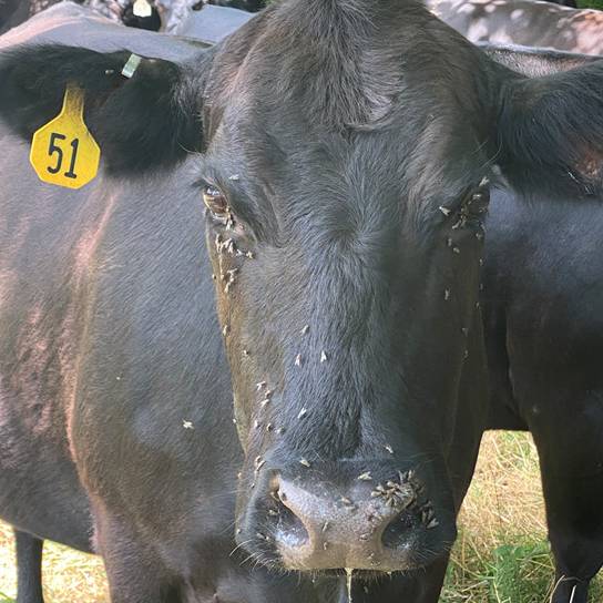 Photo of three black cows with yellow tags in their ears