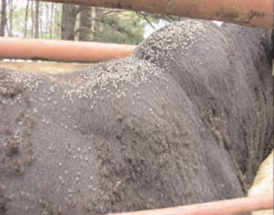 Bull's neck and shoulders covered in horn flies