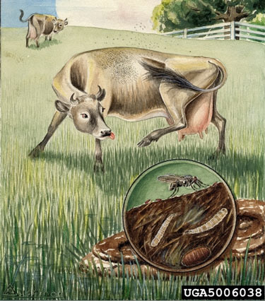 Illustration of horn fly development in manure pile